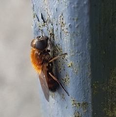 Cheilosia grossa