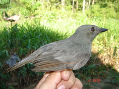 Lipaugus vociferans