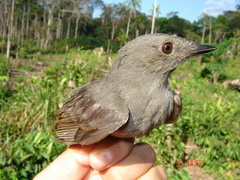 Lipaugus vociferans
