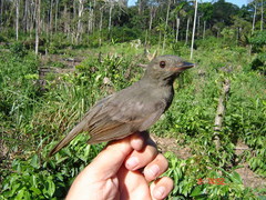 Lipaugus vociferans