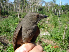 Lipaugus vociferans