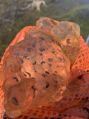 Ambystoma maculatum