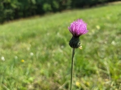 Cirsium tuberosum