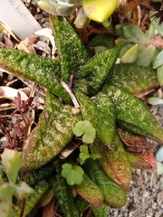 Gasteria batesiana