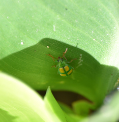 Diabrotica sexmaculata