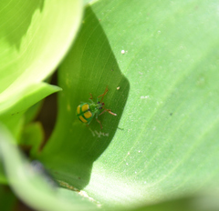 Diabrotica sexmaculata