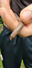 Amphisbaena