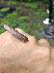 Amphisbaena
