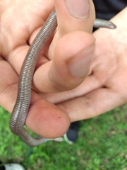 Amphisbaena