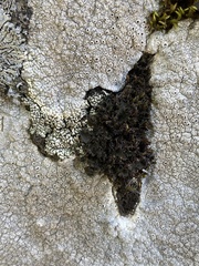 Leptochidium albociliatum