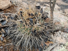 Echinofossulocactus ochoterenaus