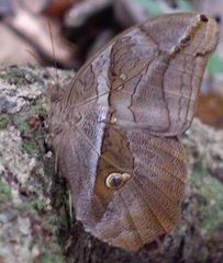 Eryphanis lycomedon