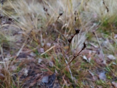 Juncus squarrosus