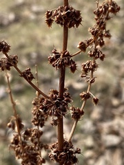 Rumex obtusifolius obtusifolius