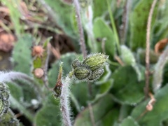 Hypochaeris maculata