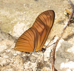 Eueides aliphera