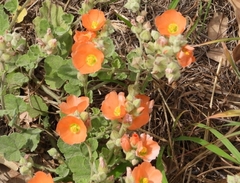 Sphaeralcea lindheimeri
