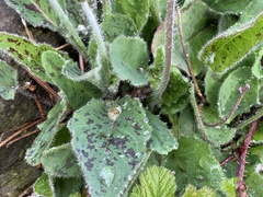 Hypochaeris maculata