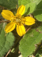 Chrysogonum