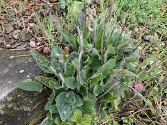 Hypochaeris maculata