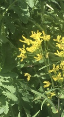 Brassica rapa nipposinica
