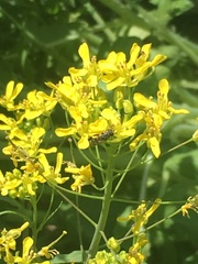 Brassica rapa nipposinica