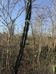 Pachycereus