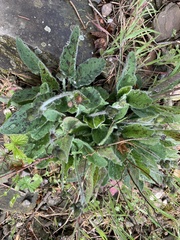 Hypochaeris maculata