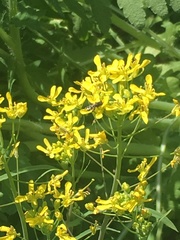 Brassica rapa nipposinica