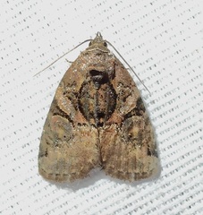 Pseudeustrotia indeterminata