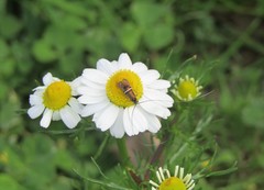 Adela paludicolella