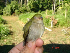 Machaeropterus pyrocephalus