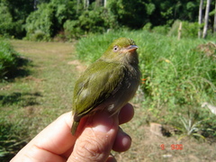 Machaeropterus pyrocephalus