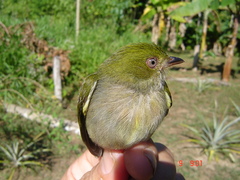 Machaeropterus pyrocephalus