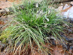 Carex remota