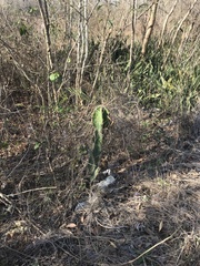 Pachycereus