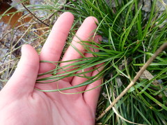 Carex remota