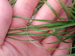 Carex remota