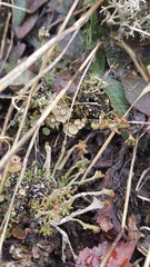 Cladonia rei