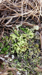 Cladonia strepsilis