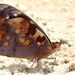 Blind Purplewing - Photo (c) Rich Hoyer, some rights reserved (CC BY-NC-SA), uploaded by Rich Hoyer