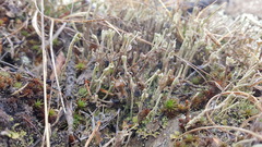 Cladonia subulata