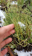 Cladonia maxima image