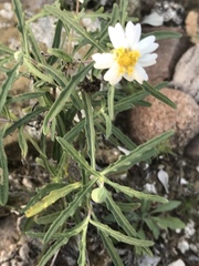 Melampodium cinereum