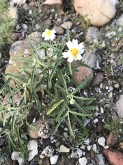 Melampodium cinereum
