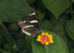 Heliconius sara theudela