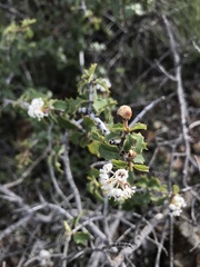 Ceanothus jepsonii