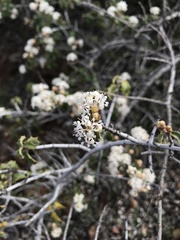 Ceanothus jepsonii