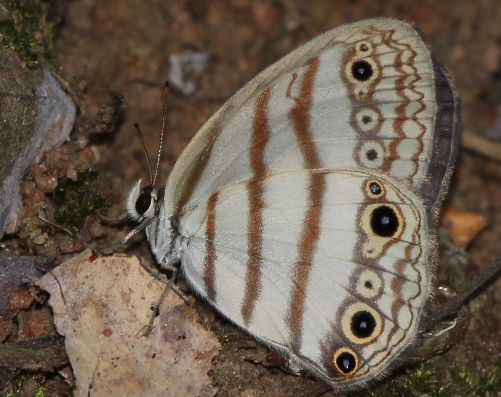 Euptychia mollina