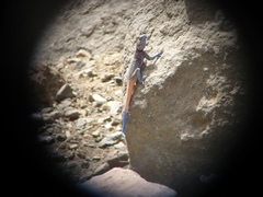 Acanthocercus adramitanus